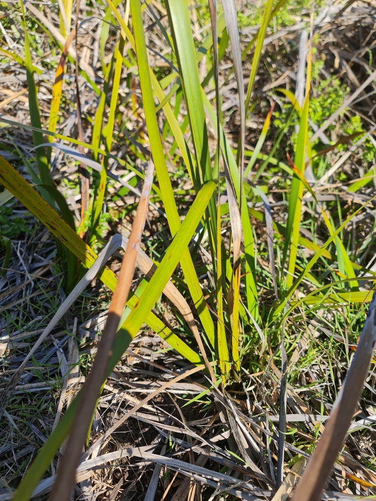 Coast Sword-sedge from Blairgowrie VIC 3942, Australia on April 28 ...