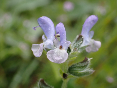 Image of Salvia clandestina by (c) Elias, some rights reserved (CC BY)