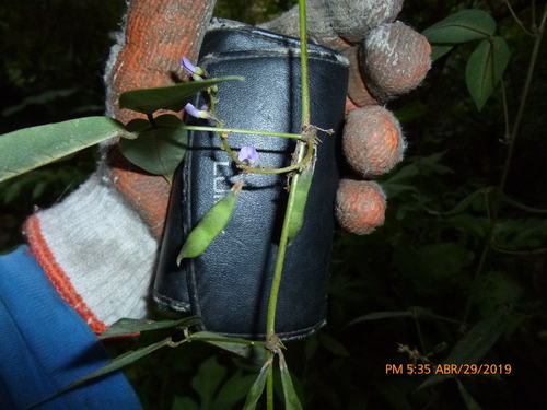 Image of Calopogonium galactioides by (c) Daniel A. Monsalve Ortiz, some rights reserved (CC BY)