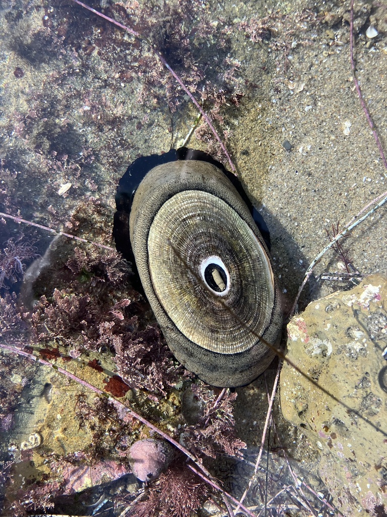 Giant Keyhole Limpet from North Pacific Ocean, CA, US on December 25 ...