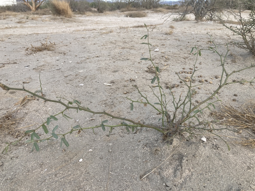 Prosopis articulata S.Watson 4