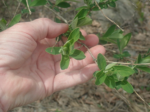 Lonicera morrowii