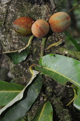Myristica hypargyraea