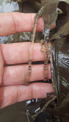 Anaxyrus americanus charlesmithi