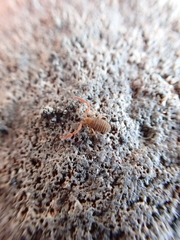 Wyochernes asiaticus