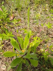 Plantago