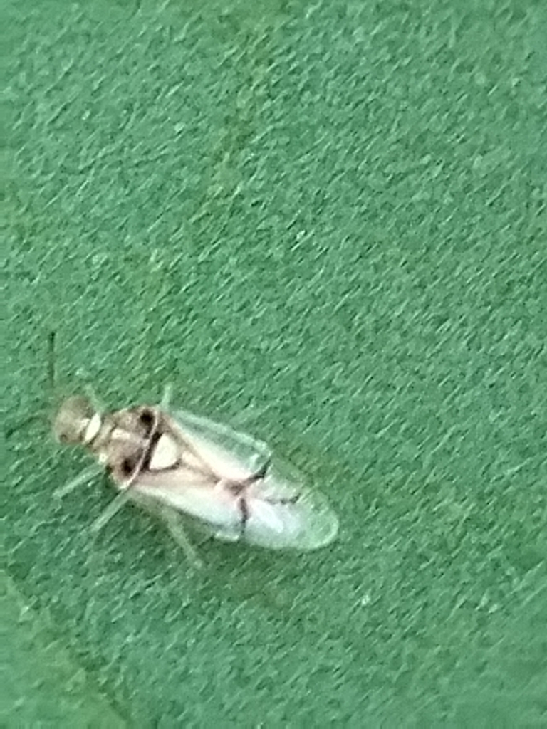 Paracarniella mexicana