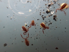 Wyochernes asiaticus