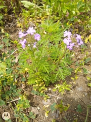 Glandularia bipinnatifida
