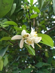 Rutaceae