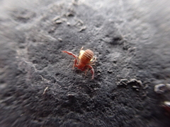 Wyochernes asiaticus