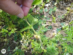 Glandularia bipinnatifida