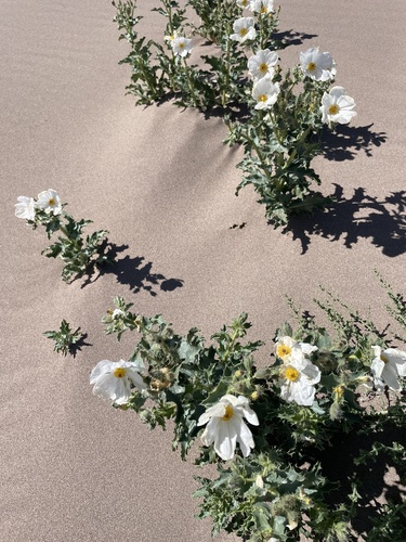 Mojave pricklypoppy (Argemone corymbosa)