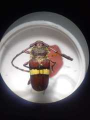 Deretrachys juvencus