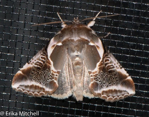 Lettered Habrosyne Moth