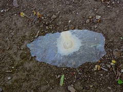 Amphilophium
