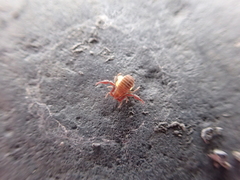 Wyochernes asiaticus