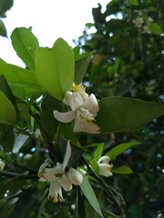 Rutaceae