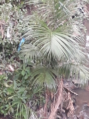 Arecaceae