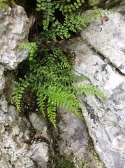 Asplenium fontanum