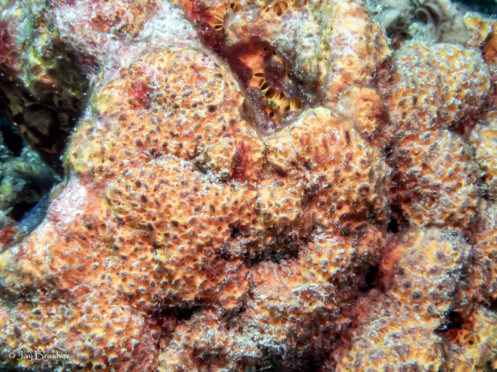 Didiscus oxeatus