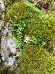 Asplenium fontanum