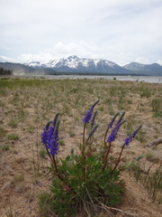 Lupinus burkei