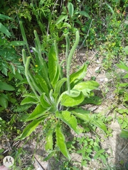 Plantago