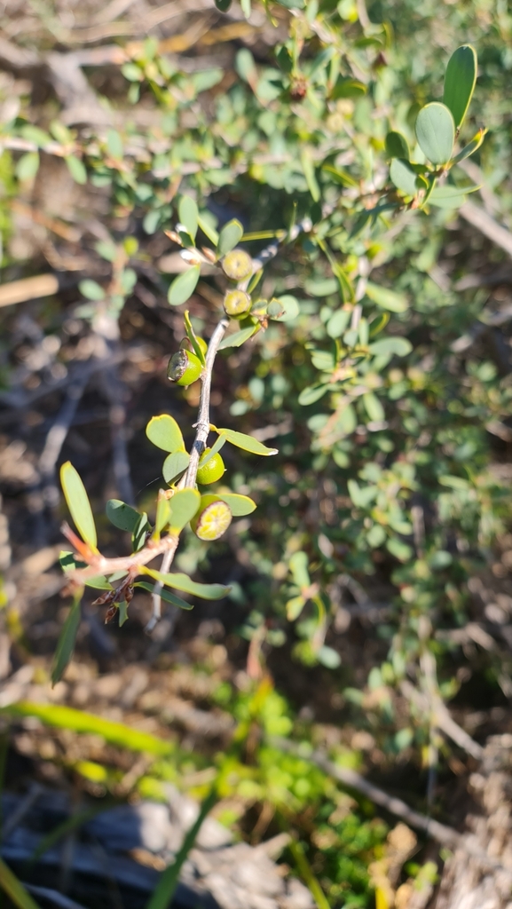 Australian Tea Tree from Blairgowrie VIC 3942, Australia on April 28 ...