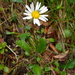 False Aster - Photo (c) Muriel Bendel, some rights reserved (CC BY-NC), uploaded by Muriel Bendel