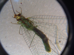 Chrysopa coloradensis