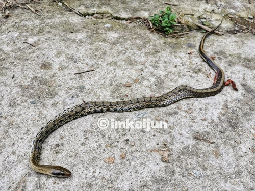 Chinese Beauty Snake