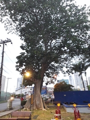 Sterculia apetala