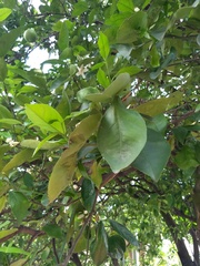 Rutaceae
