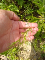 Bifora americana