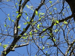 Maclura tinctoria