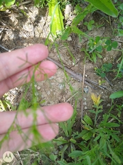 Bifora americana