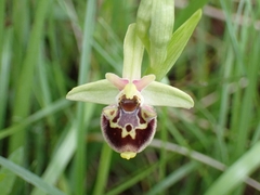 Untchji's Ophrys (Ophrys untchjii)