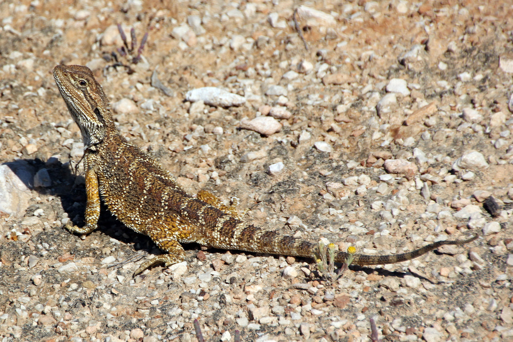 Nullabor Bearded Dragon