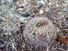 Coryphantha delicata