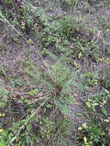 Clusterspike false indigo (Amorpha herbacea)