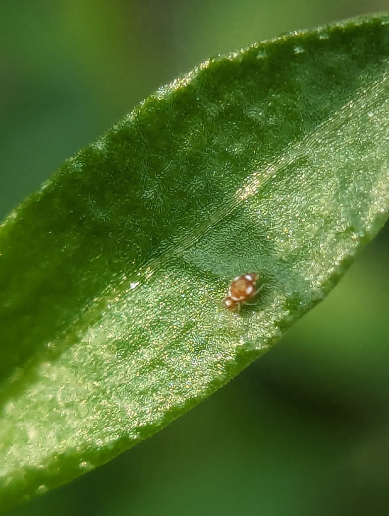 Katiannina macgillivrayi