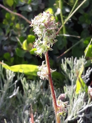Acaena pinnatifida californica