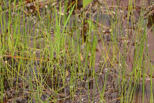 Image of Eleocharis montevidensis by (c) Millie Basden, some rights reserved (CC BY)