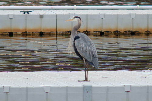Great Blue Heron photographed in Massachusetts