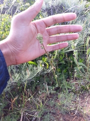 Acaena pinnatifida californica