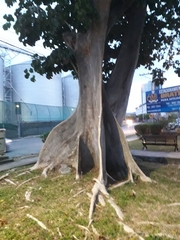 Sterculia apetala