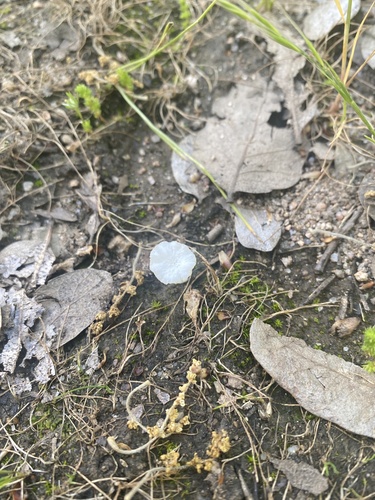 iNaturalist observation photo of Fungi Including Lichens