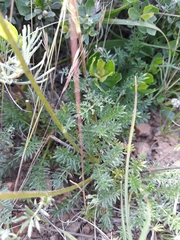Acaena pinnatifida californica