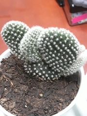 Cactaceae